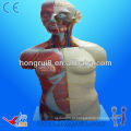 (20 partes) Anatomia humana Anatomia Dual Sexo feminino e masculino Torso 85cm